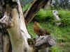 PICT0034.JPG (312707 octets)