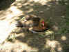 PICT0128.JPG (292360 octets)