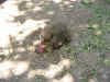 PICT0131.JPG (290505 octets)