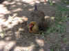 PICT0132.JPG (310254 octets)